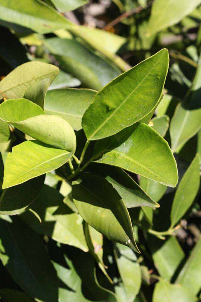            Sun leaves (Riverside, CA)   